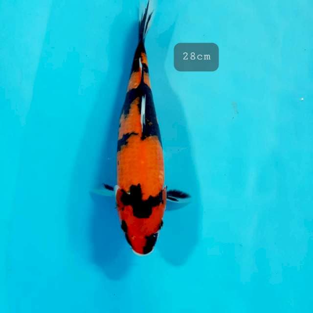 Showa 28 cm