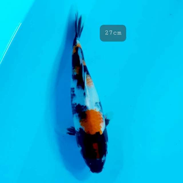 Showa 27 cm