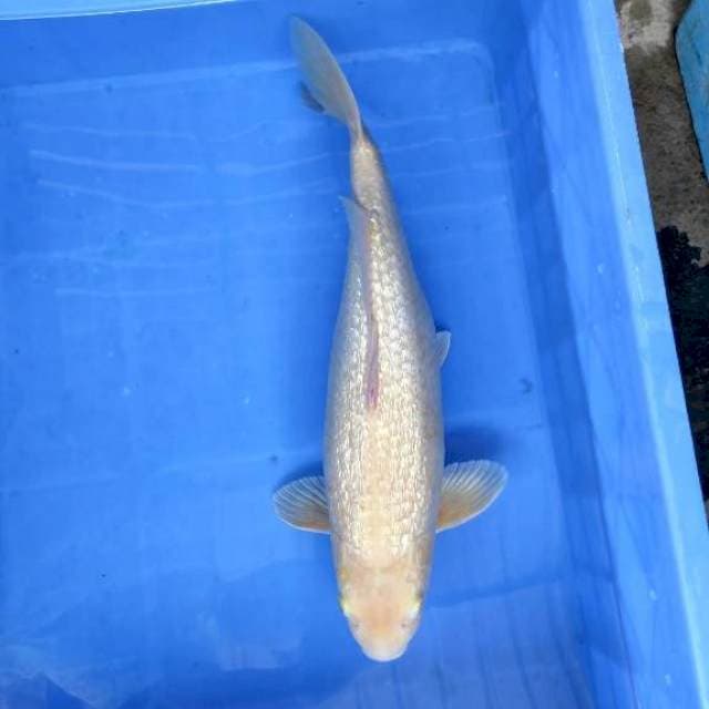 Karasi ginrin 42cm