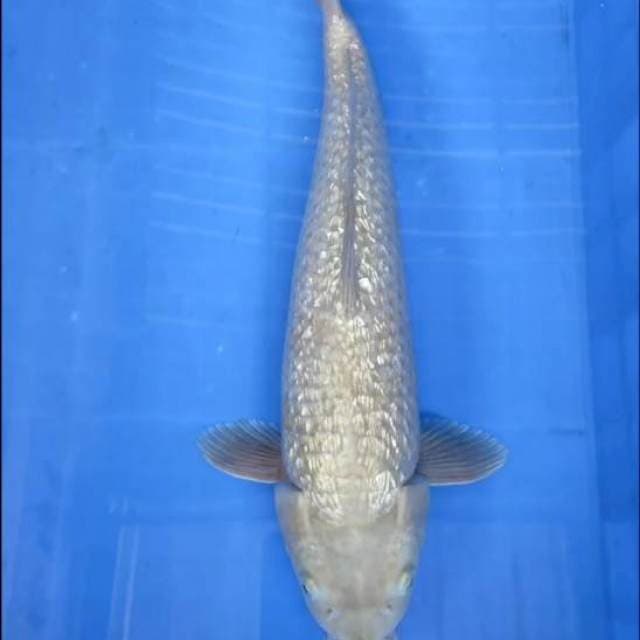 Midori ginrin 44cm