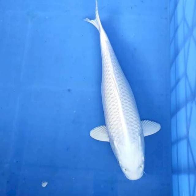 Platinum 33cm