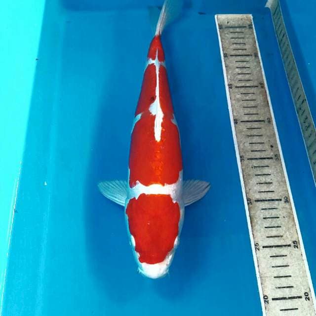 Kikushui, 35 cm