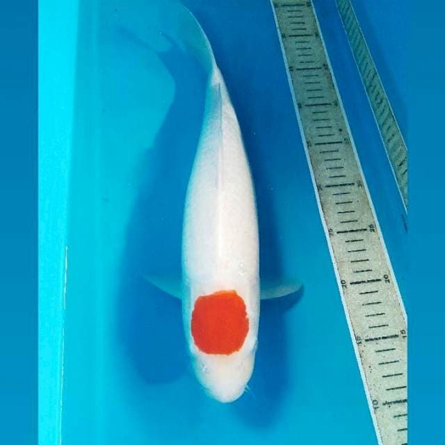 Tancho Kohaku, 40 cm