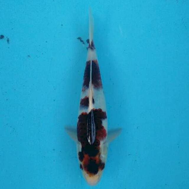goromo