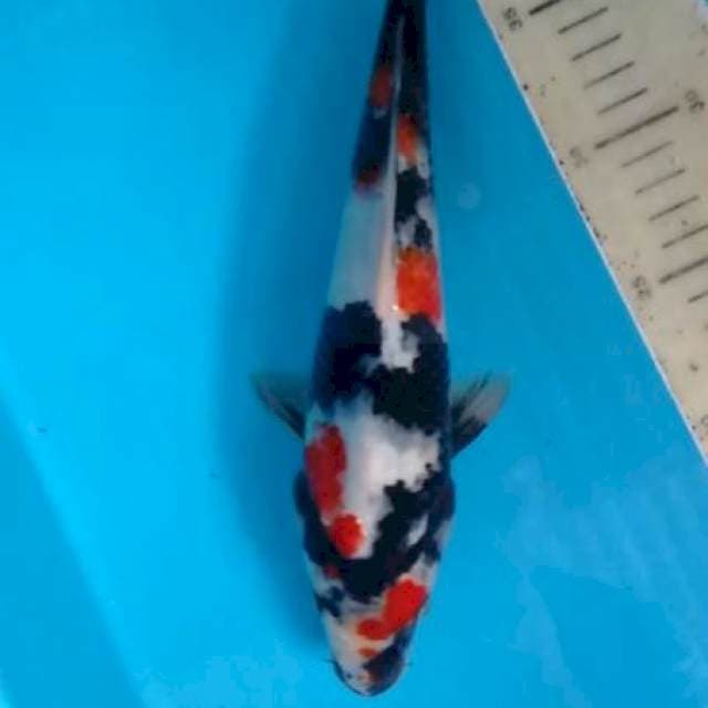 Showa kindai 28cm