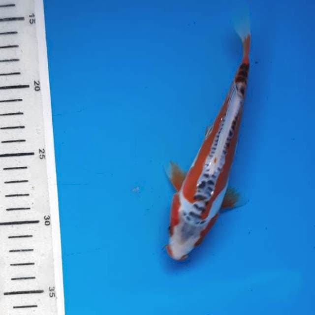 Baby shusui 17cm