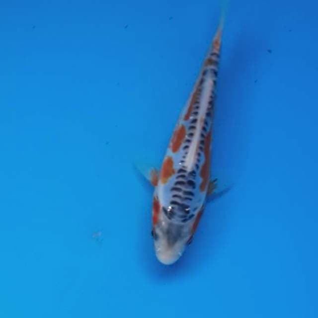 Baby shusui 14cm