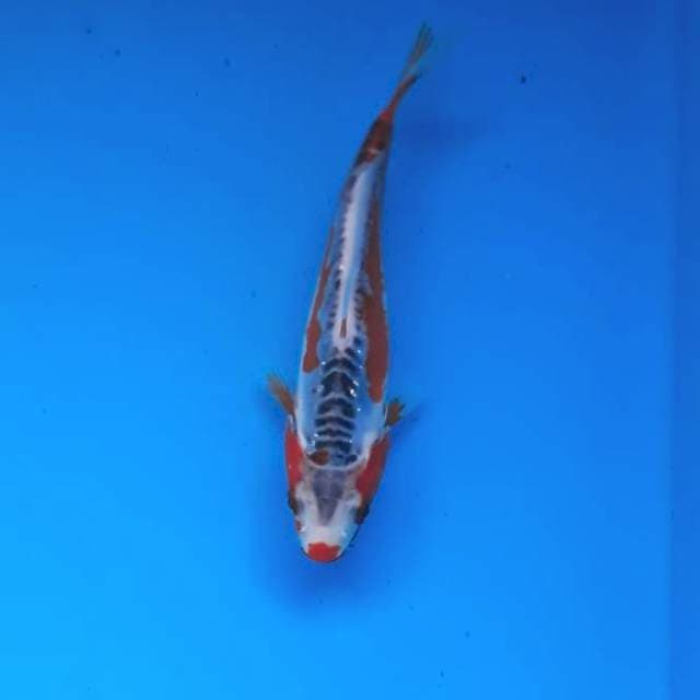 Baby shusui 17cm