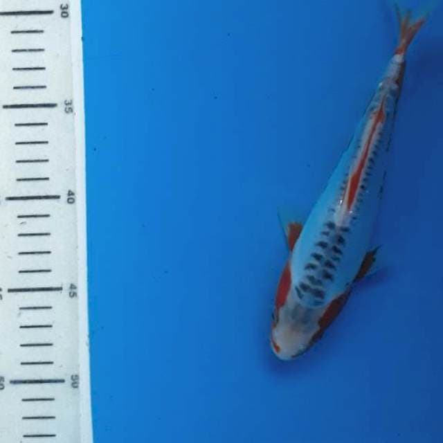 Baby shusui 21cm