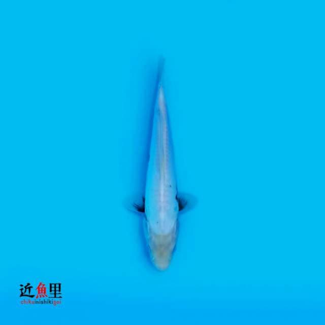 Kumon 22 cm