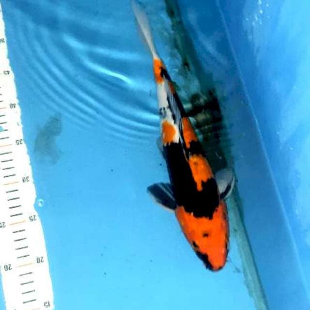 Jantan showa mantuul 37cm