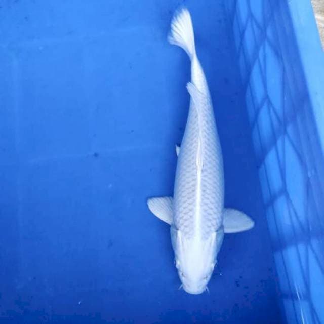 Platinum 32cm