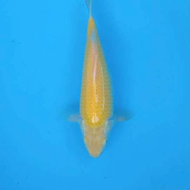 Karasi mata merah