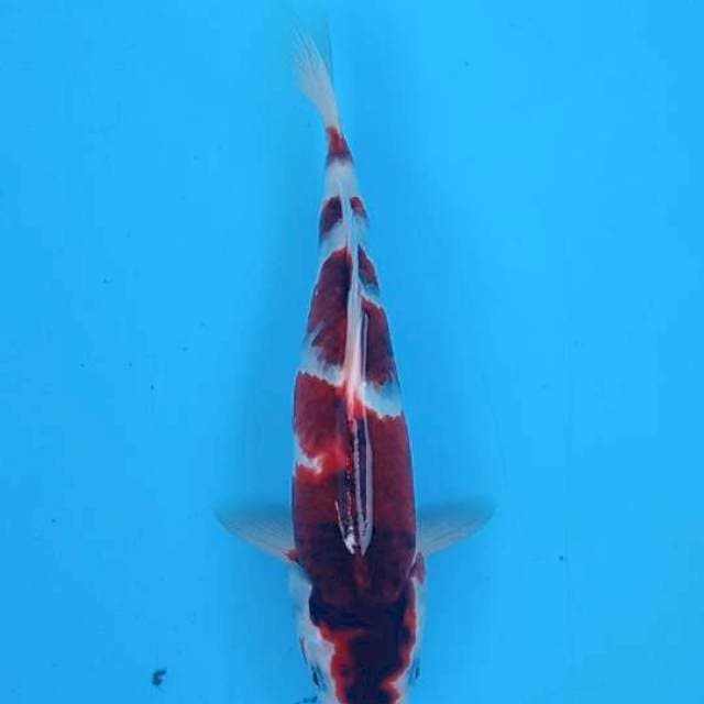 Ai goromo