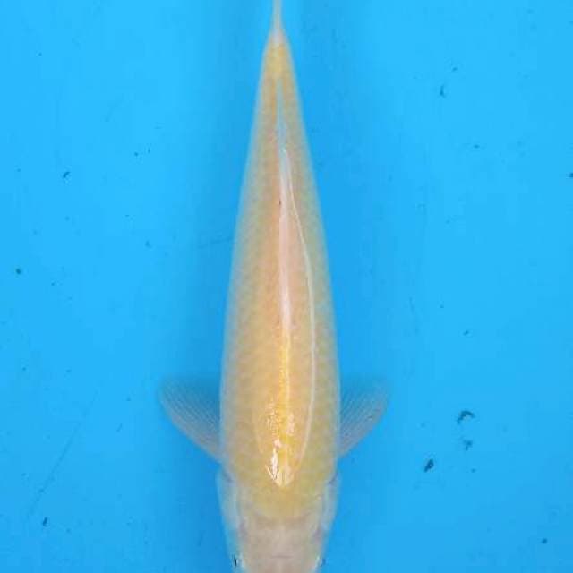 Karasi mata merah