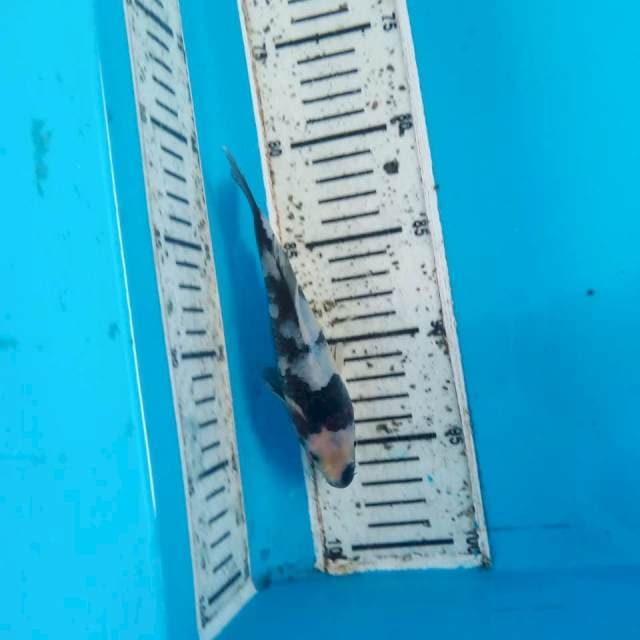 Shiro finish 18cm