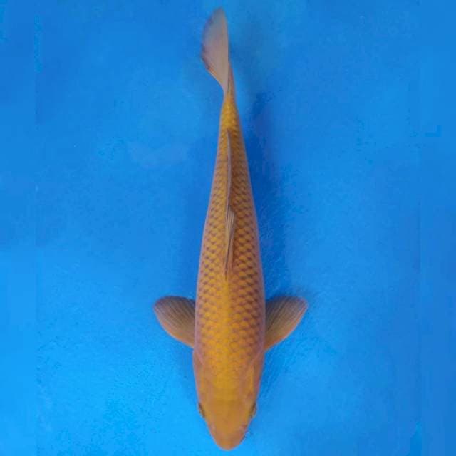 Yamaju Chagoi