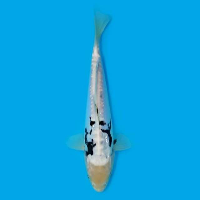 ND CUM ONE 21CM