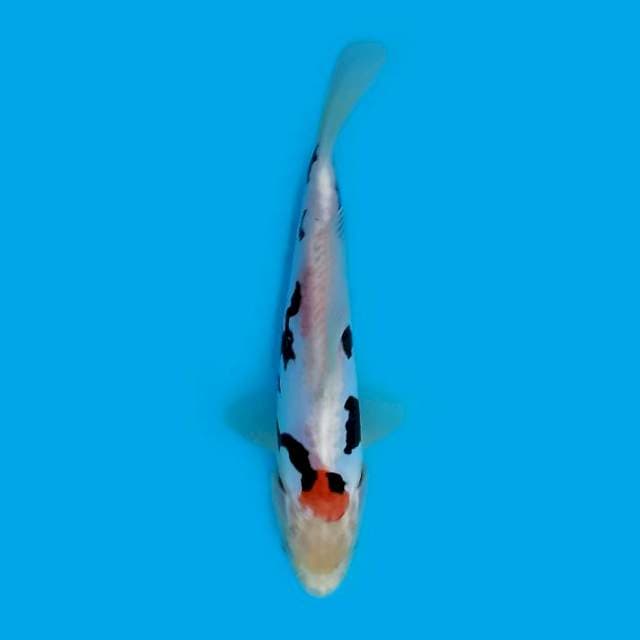 ND TANKUM ON 19CM