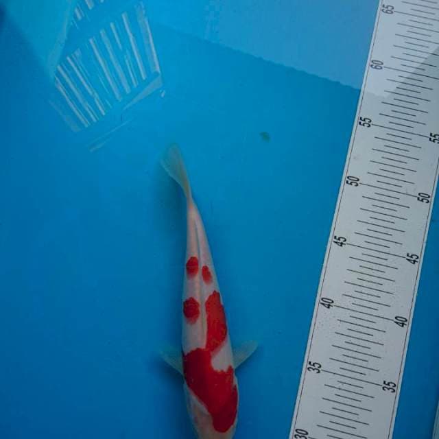 Kohaku