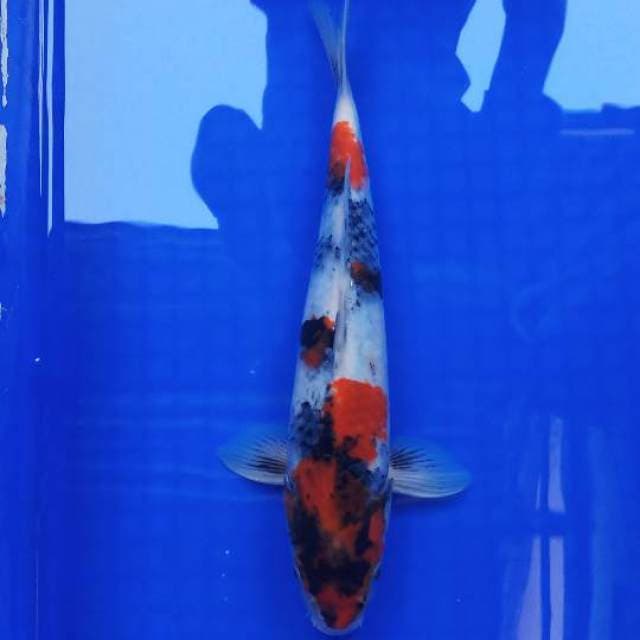 Showa 34cm