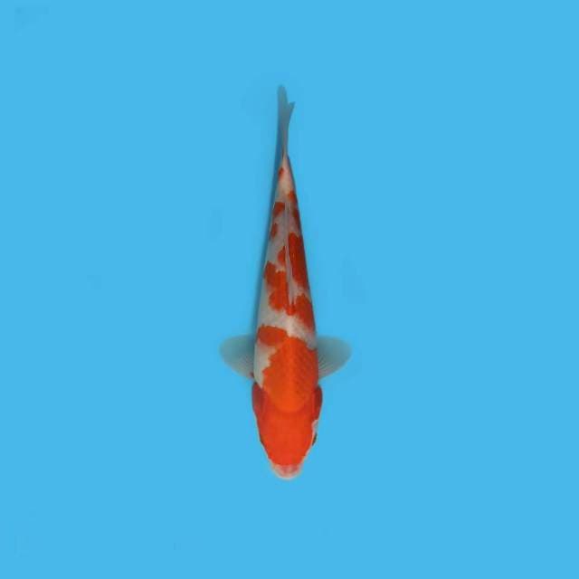 Kohaku 27 cm