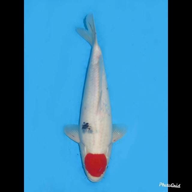 35cm , Baret Merah , Original Tancho Sanke