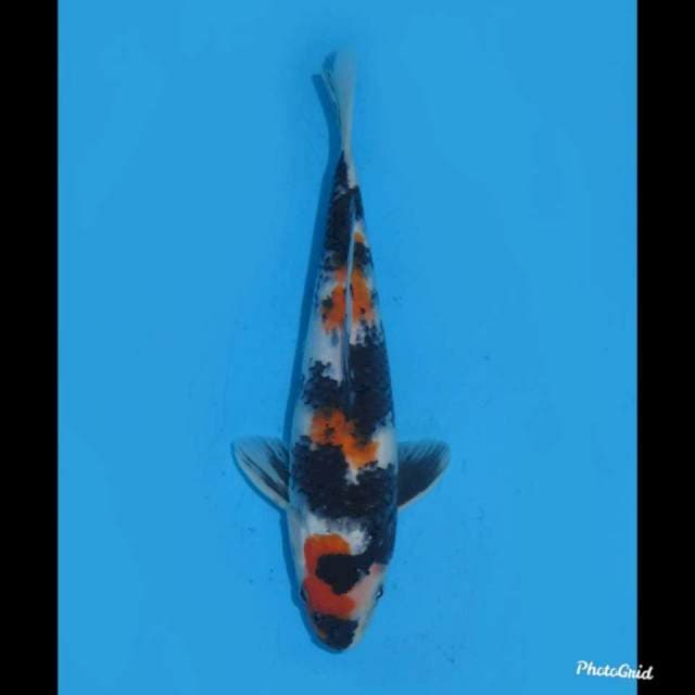 25cm , Maruten Showa Super Ori