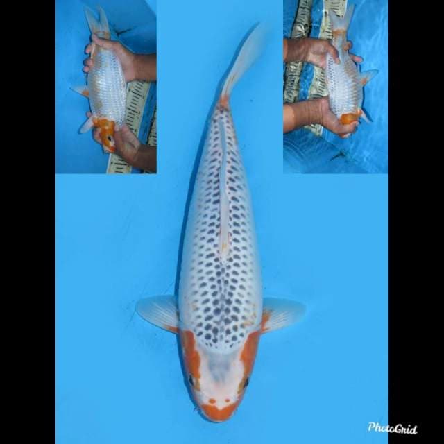 35cm , Jumbo Tosai Asagi