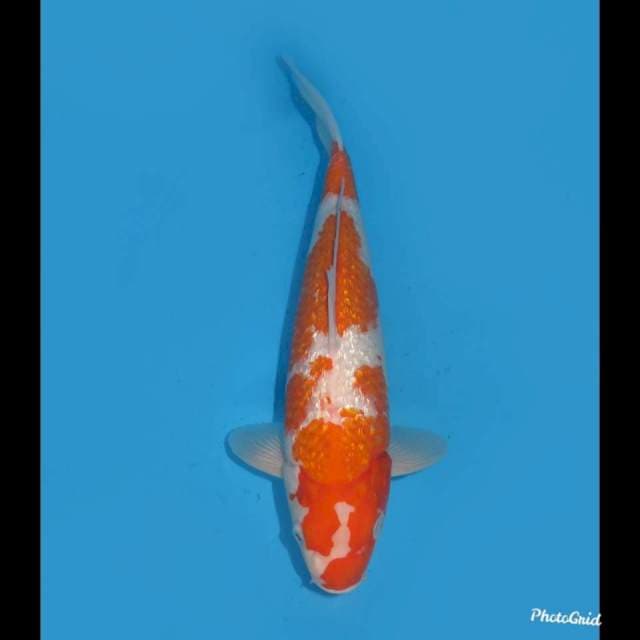 34cm , Kohaku Ginrin Prospek Bulky