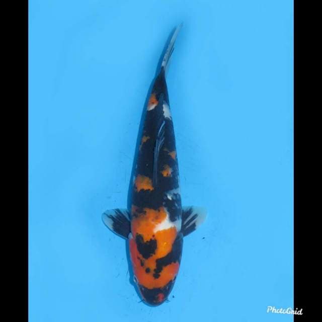 28cm , Showa Sanshoku Garang