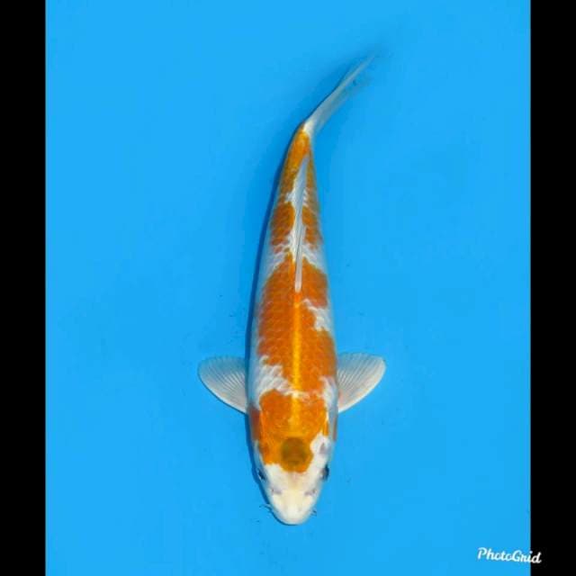 35cm , Hariwake Jantan