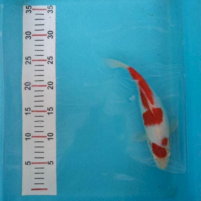 Kohaku 26 cm, ktp blitar