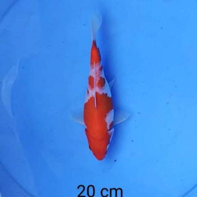 Kohaku body shot 20 cm