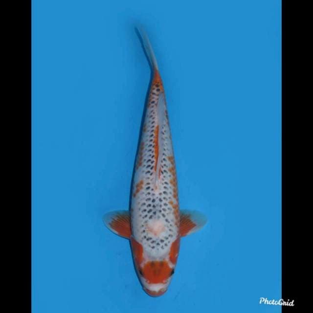 35cm , Maruten Asagi Male