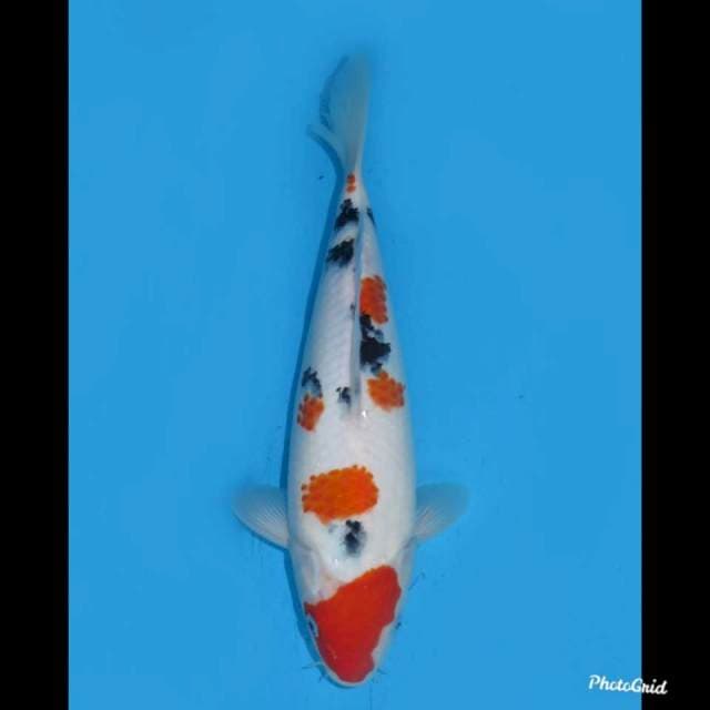32cm , Maruten Sanke Tusbo Sumi