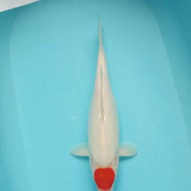 Tanco kohaku bullky