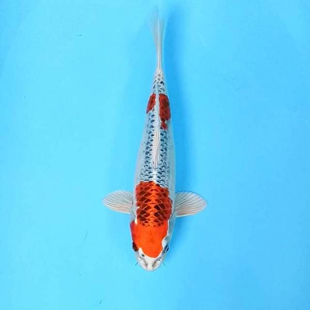 1. Kujaku || 32 cm || Jantan