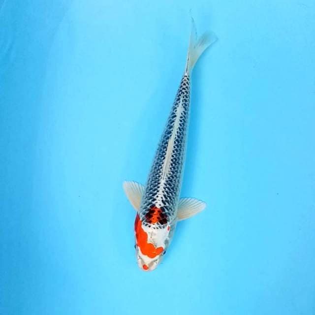 5. Kujaku || 36 cm || Jantan