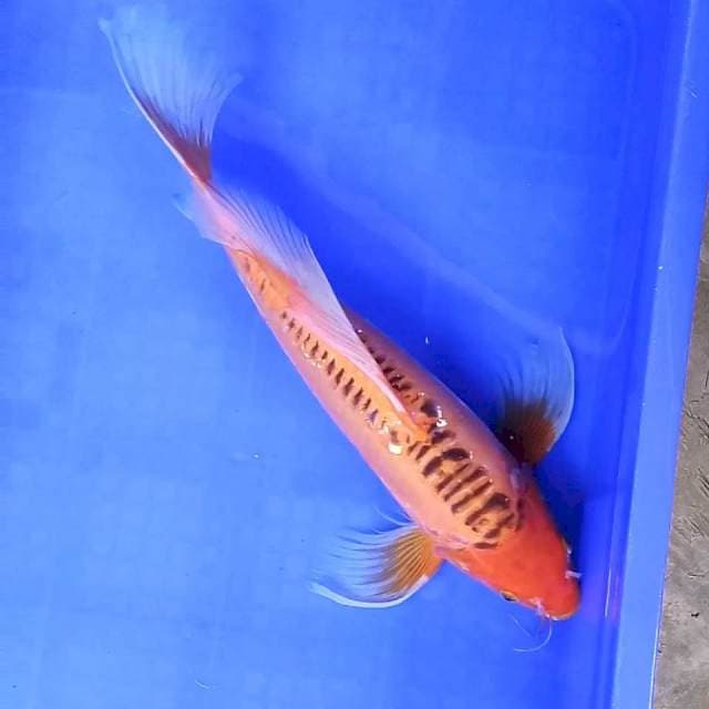 7. Hi Shusui || 39 cm