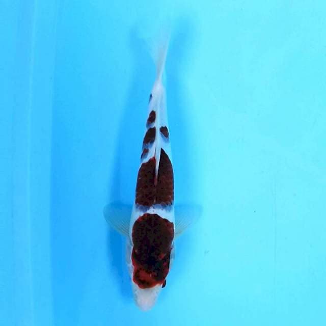 10. Goromo || 31 cm