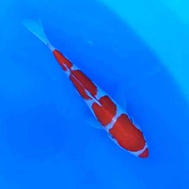 Kohaku