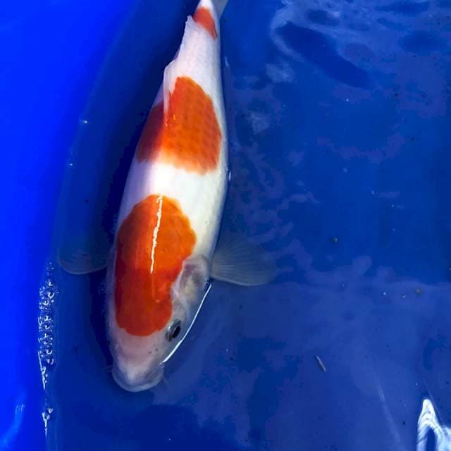 kohaku 3step gread A+