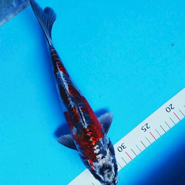 Strong kiko 28cm male
