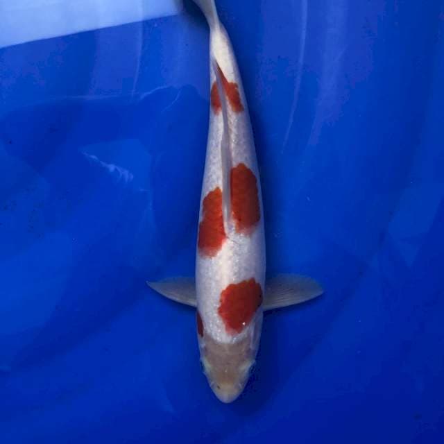 A+ KOHAKU