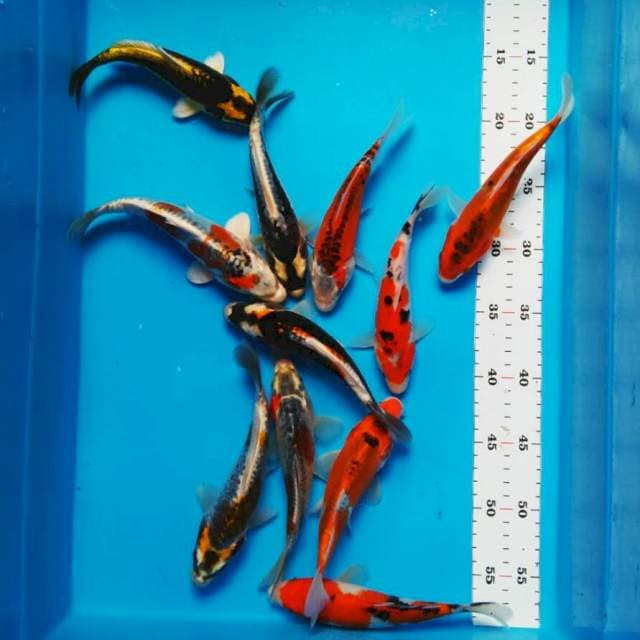 Mix koi size 19 - 20cm 11ekor