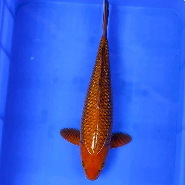 Tembaga Ginrin Super # 39cm