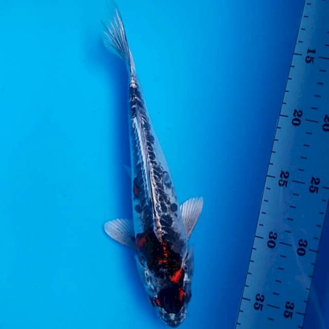 Kiko jos 27cm