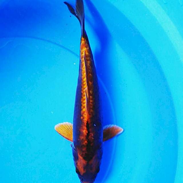 Gold kiko josss 34cm male
