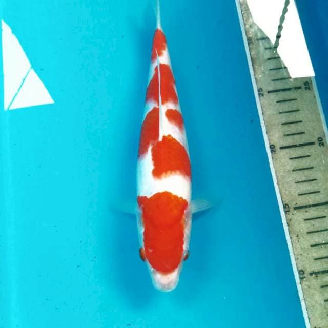 Kohaku, 25 cm